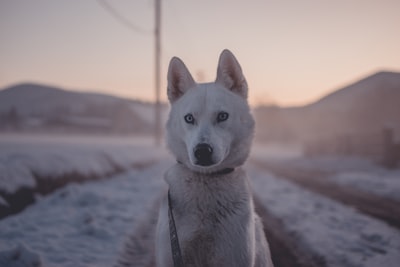 特写照片的狗
